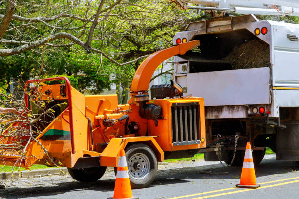 Why Choose Our Tree Removal Services in Le Center, MN?