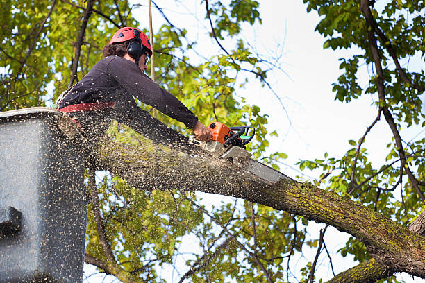 Trusted Le Center, MN Tree Services Experts